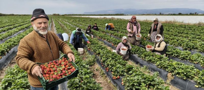 Mersin’de açıkta çilek hasadı başladı