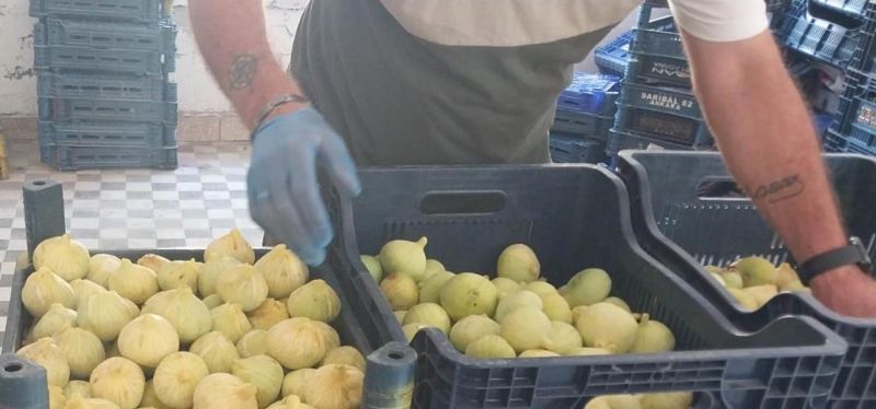 Mersin’de incir sezonu sona erdi, üreticisinin yüzü güldü